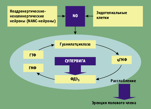 ЗИДЕНА таблетки - инструкция по применению, цена, дозировки.