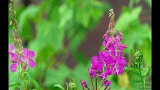 Реальные отзывы о таблетках тадалафил с3 / Виагра таблетки аналоги цена